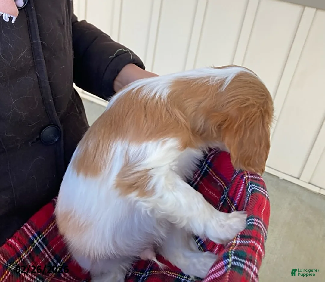 Cavalier King Charles Spaniel dogs for sale: Star - Ad 6