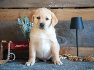 Goldador dogs Parker - Ad 8