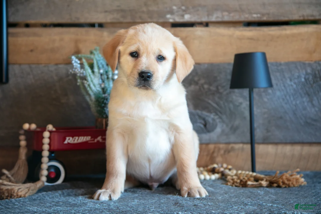 Goldador dogs for sale: Parker - Ad 1