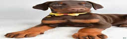 Doberman Pinscher dogs for sale: Hassan - Ad 5