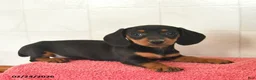 Miniature Dachshund dogs for sale: Feather  - Ad 3