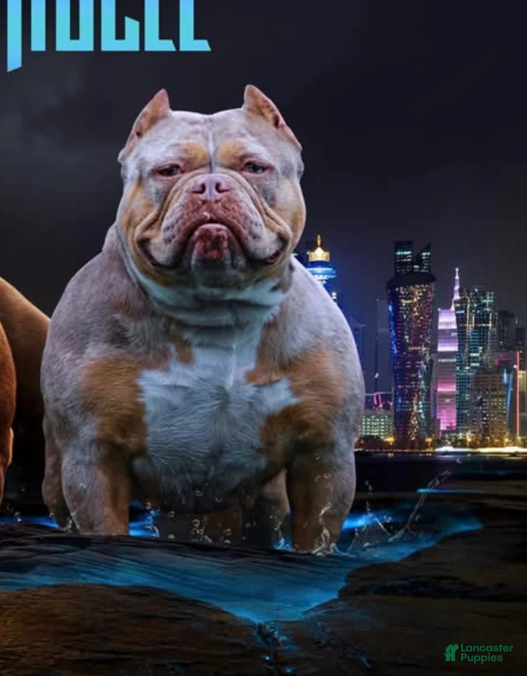 American Bully dogs for sale: Mouse - Ad 5
