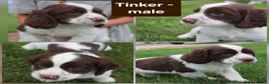 Tinker