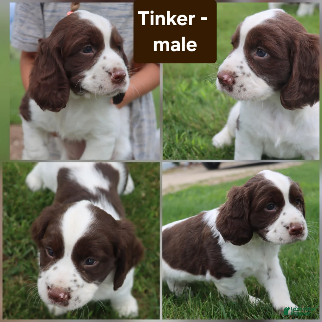 English Springer Spaniel dogs for sale: Tinker - Ad 1