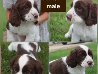 English Springer Spaniel dogs Tinker - Ad 40
