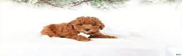 Miniature Poodle dogs for sale: Pearl - Ad 5