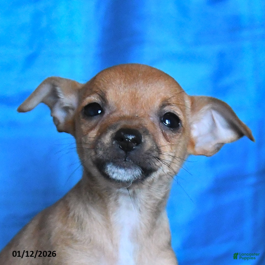 Chihuahua dogs for sale: Sugar - Ad 4