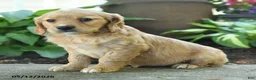 Miniature Golden Retriever dogs for sale: Faith - Ad 2
