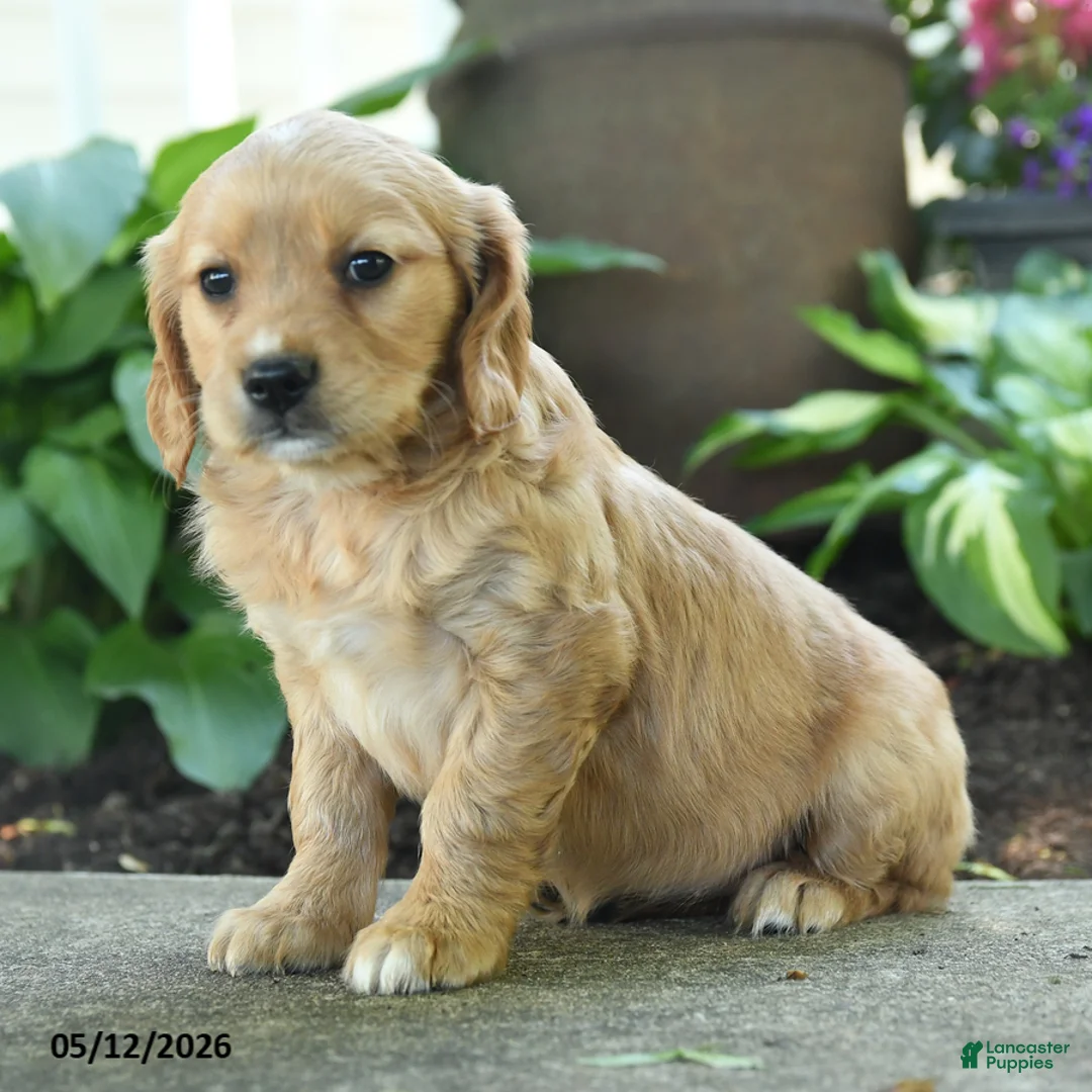 Miniature Golden Retriever dogs for sale: Faith - Ad 2
