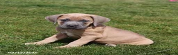 Cane Corso dogs for sale: Gizmo - Ad 2
