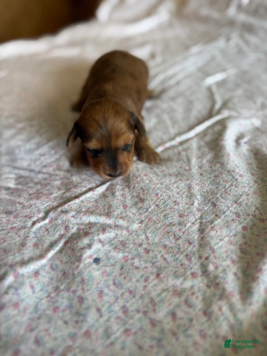 Miniature Dachshund dogs for sale: Dallie - Ad 1