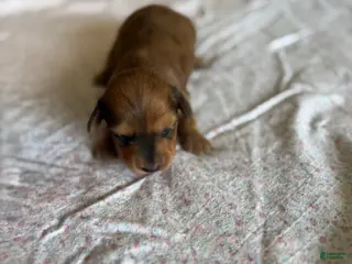 Miniature Dachshund dogs Dallie - Ad 6