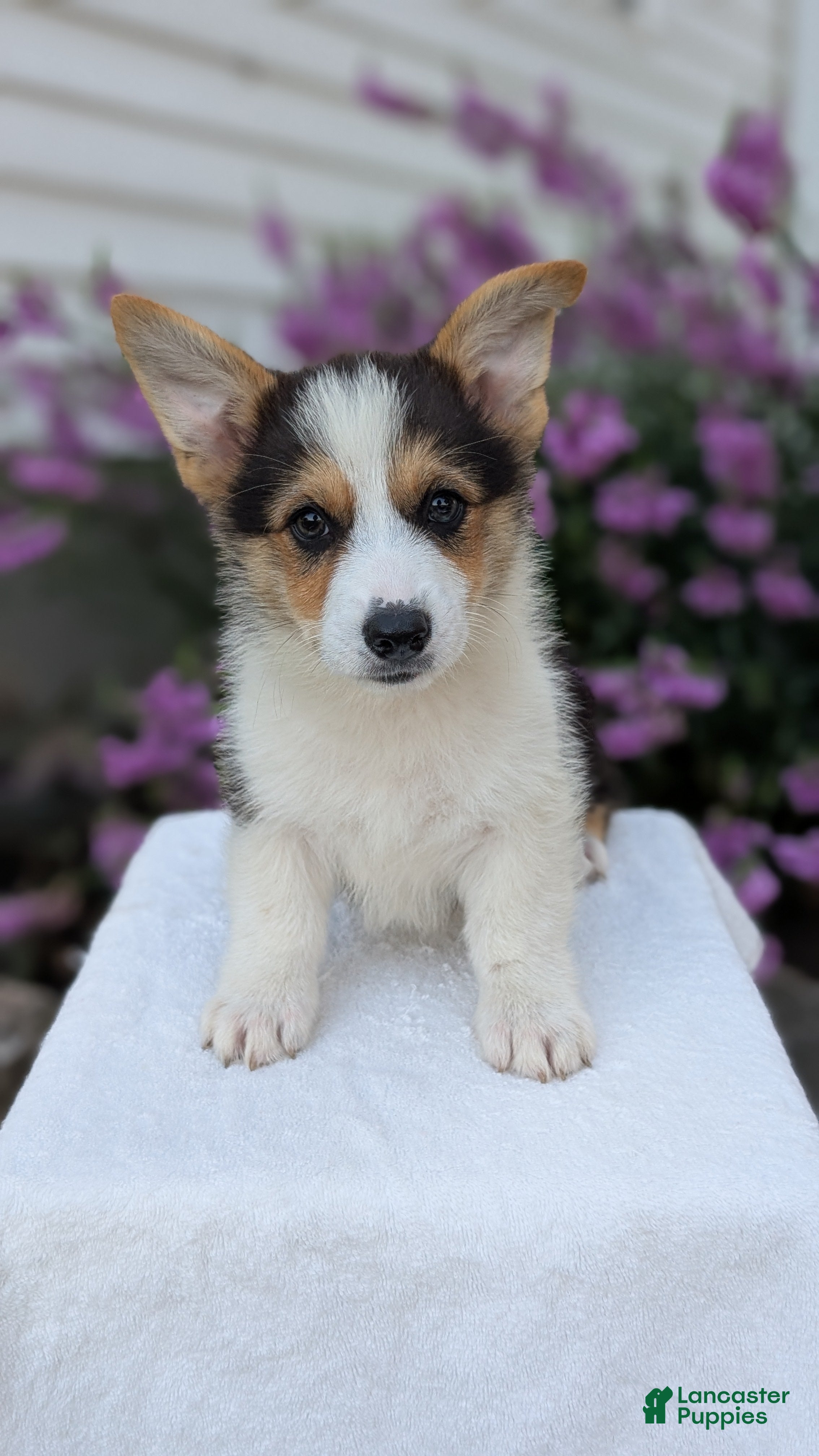 Welsh Corgi Pembroke dogs Liam  - Ad 2