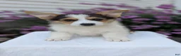 Welsh Corgi Pembroke dogs for sale: Liam  - Ad 2