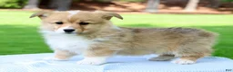 Welsh Corgi Pembroke dogs for sale: Max - Ad 5