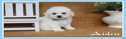 Bichon Frise dogs for sale: Aiden - Ad 1
