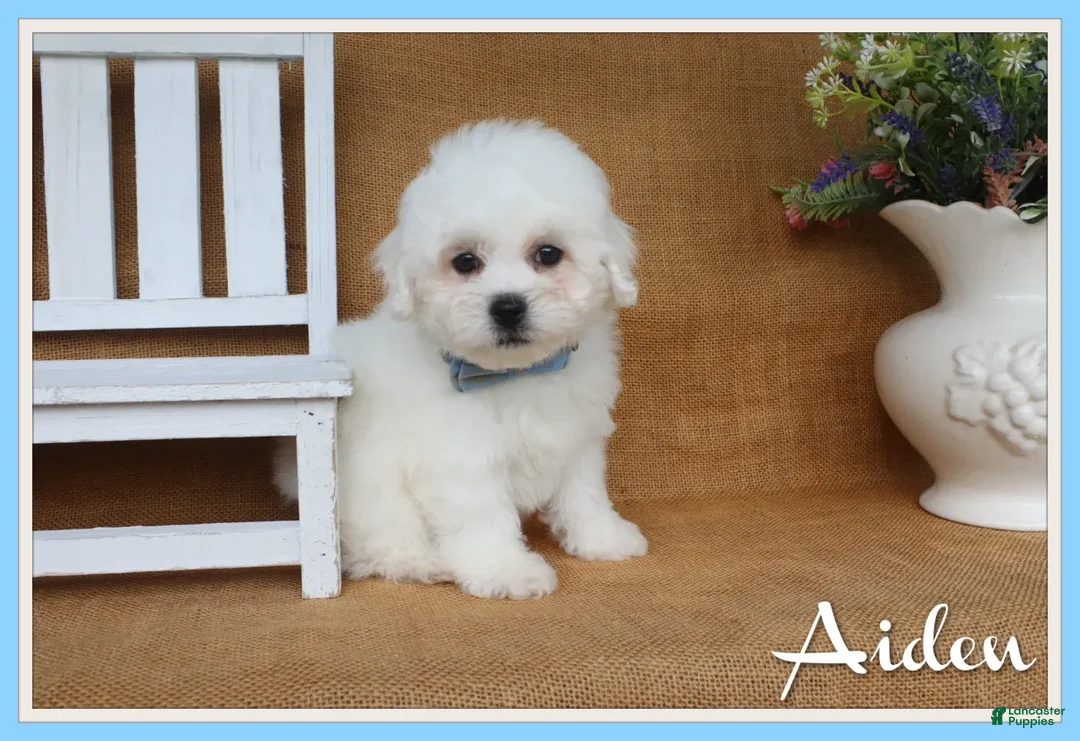 Bichon Frise dogs for sale: Aiden - Ad 1