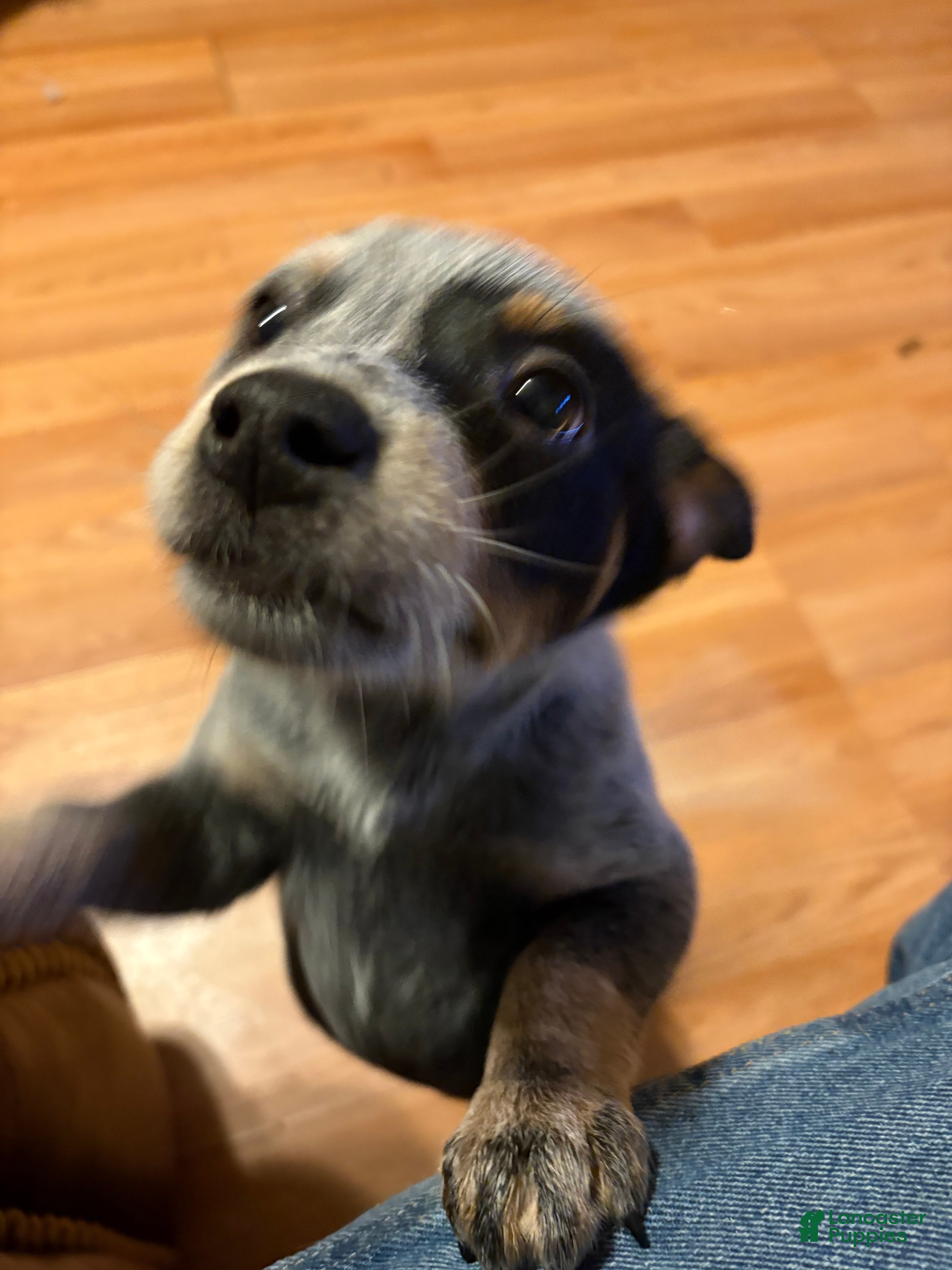 Australian Cattle Dog dogs Australian Cattle Dog Puppy 1 - Ad 39