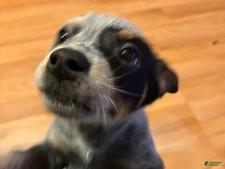 Australian Cattle Dog dogs Australian Cattle Dog Puppy 1 - Ad 35