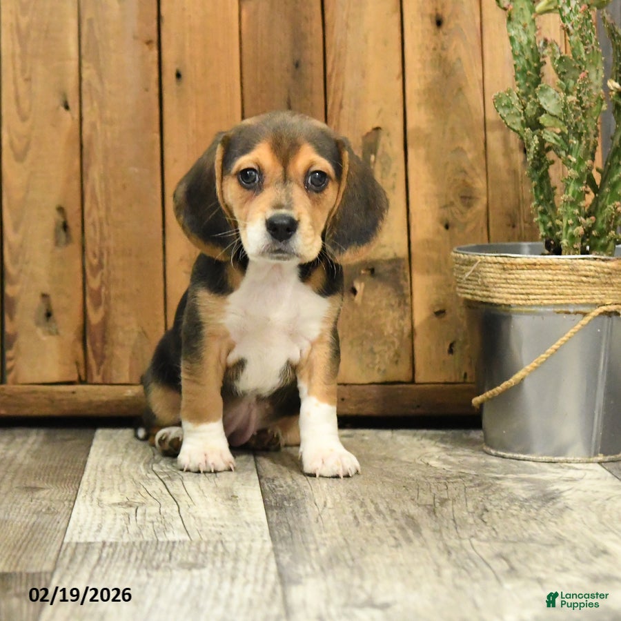 Beagle dogs Missy - Ad 1