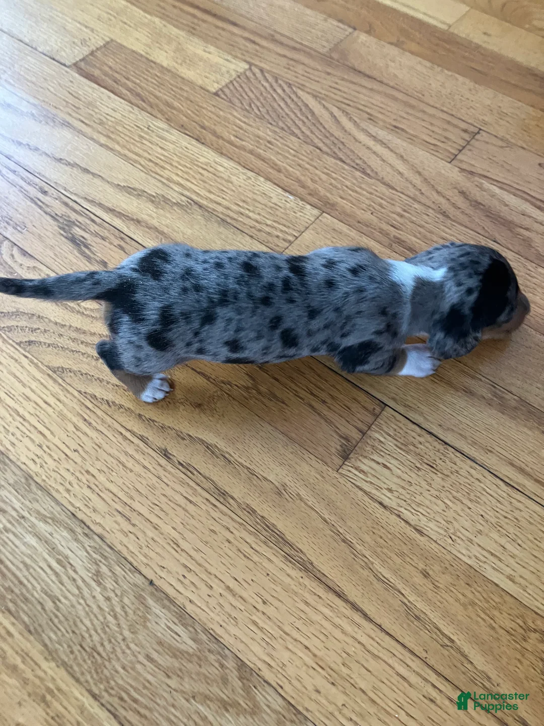 Miniature Dachshund dogs for sale: Akc Robin - Ad 2