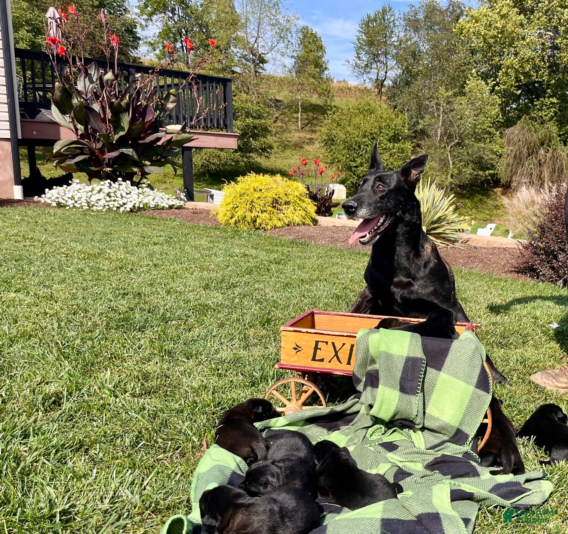 Belgian Malinois dogs for sale: Birdie❤️AKC mom and dad are here to meet - Ad 2