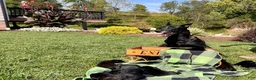Belgian Malinois dogs for sale: Britta❤️ mom and dad are there to meet and greet - Ad 4