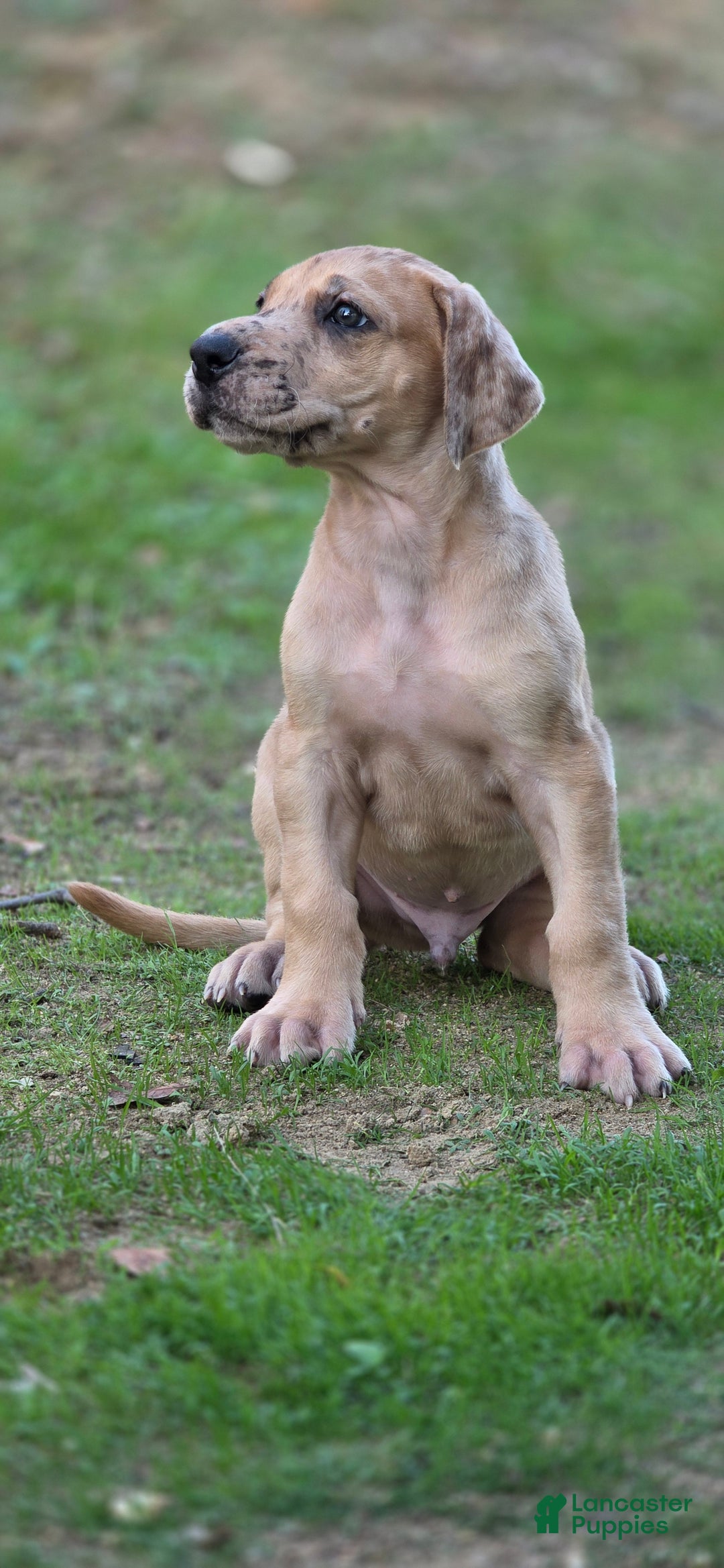 Great Dane dogs for sale: Taj - Ad 6