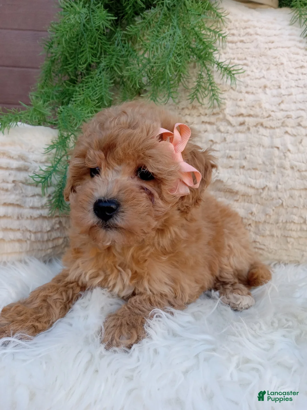 Bichpoo dogs for sale: Ivy - Ad 2