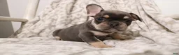 French Bulldog dogs for sale: Lucky - Ad 2