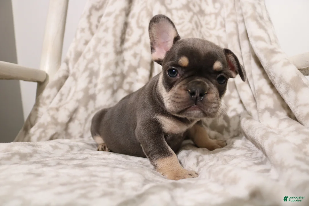 French Bulldog dogs for sale: Lucky - Ad 2