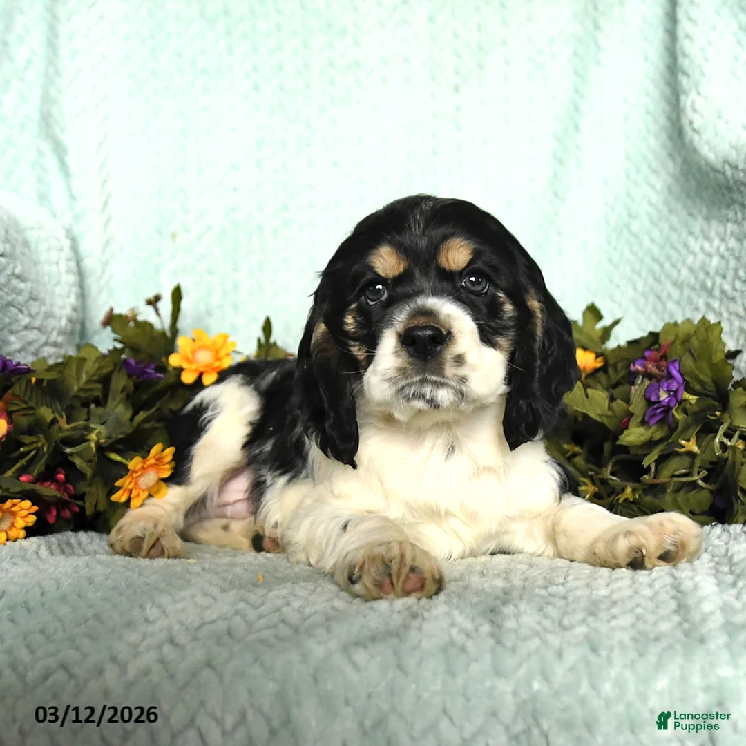 Cocker Spaniel dogs for sale: Sammy - Ad 2