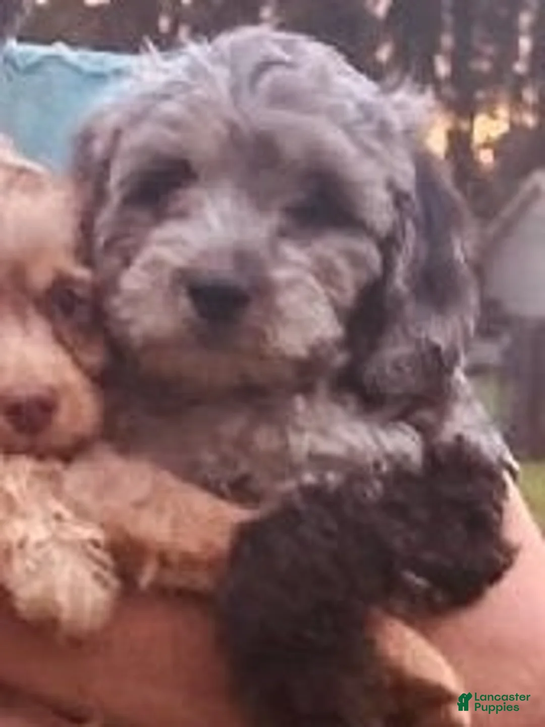 Cavapoo dogs for sale: Cavapoo Puppy 5 - Ad 1