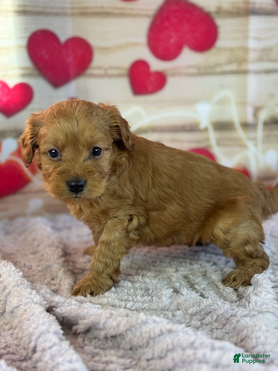 Goldendoodle dogs for sale: Fargo - Ad 3