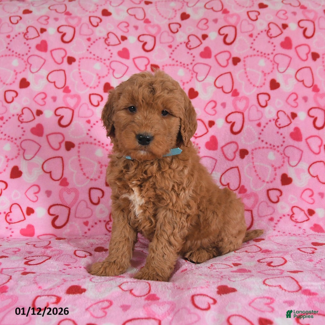 Goldendoodle dogs for sale: Buddy - Ad 1