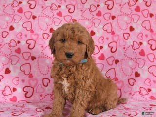 Goldendoodle dogs Buddy - Ad 13