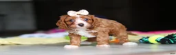 Cavapoo dogs for sale: Dolly - Ad 7