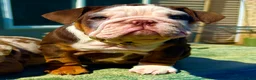 English Bulldog dogs for sale: Rubble - Ad 14