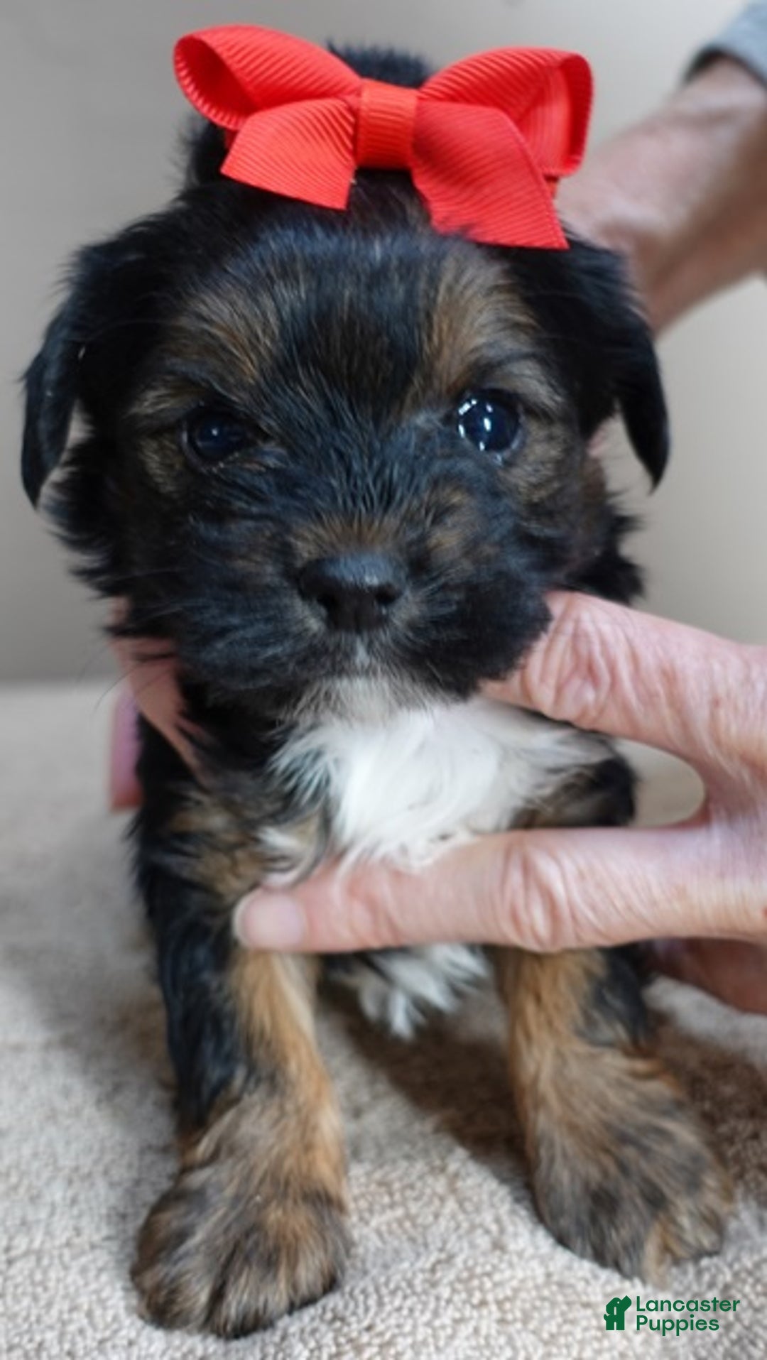 Yorkshire Terrier dogs for sale: Kismet black face - Ad 9