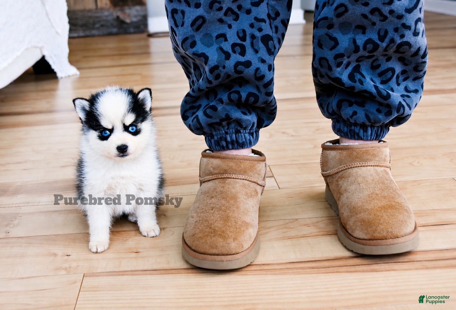 Pomsky dogs Lulu Micro Pomsky - Ad 1