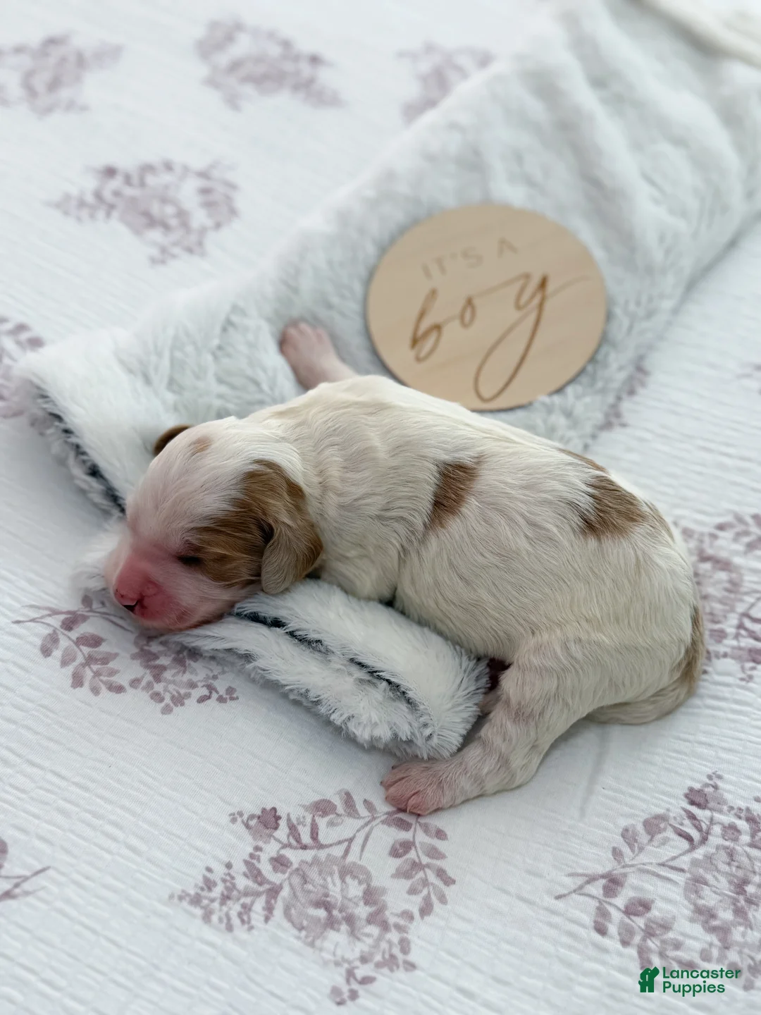 Goldendoodle dogs for sale: Knox - Ad 1