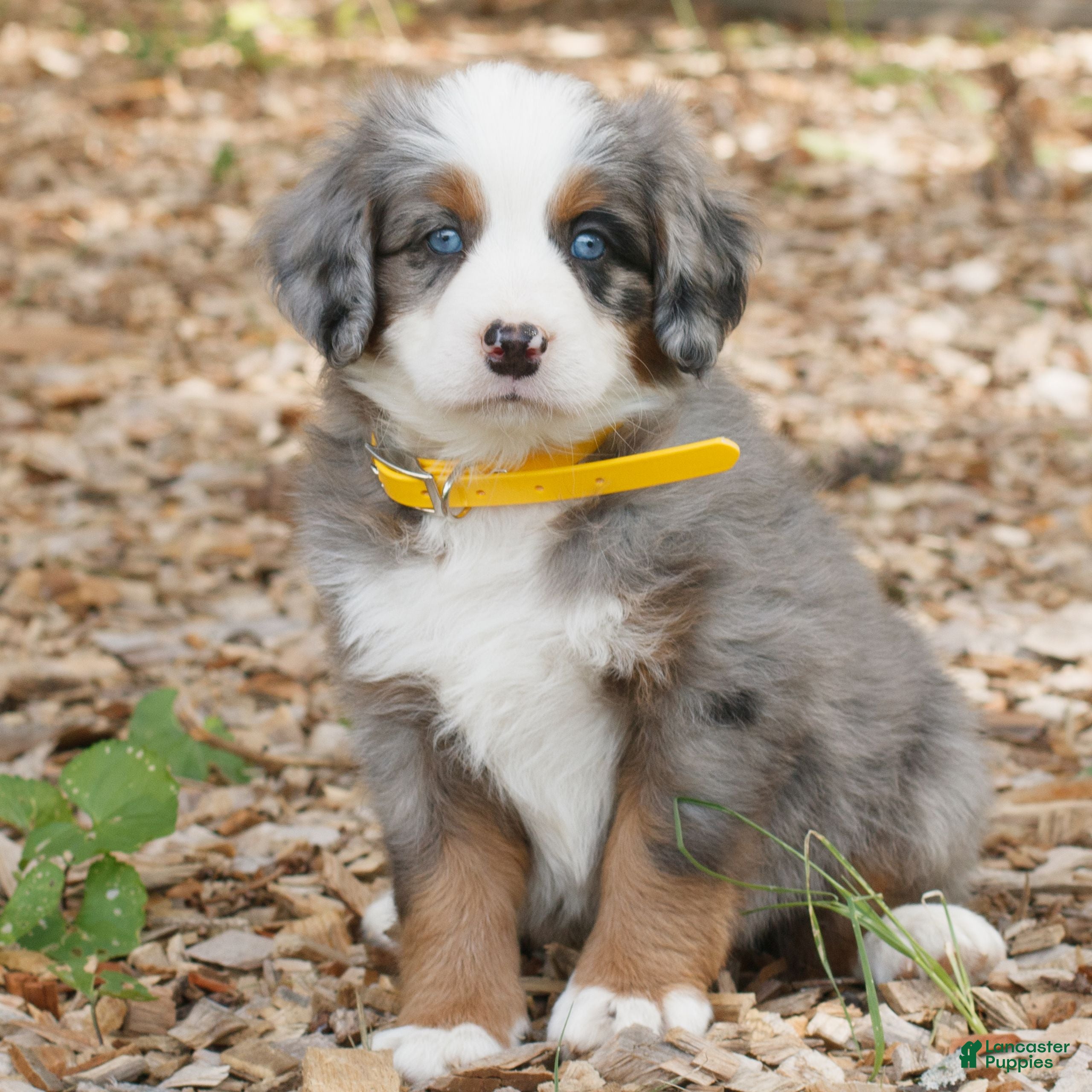 Mini Bernedoodle dogs Carter  - Ad 1