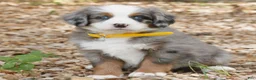 Mini Bernedoodle dogs for sale: Carter  - Ad 1