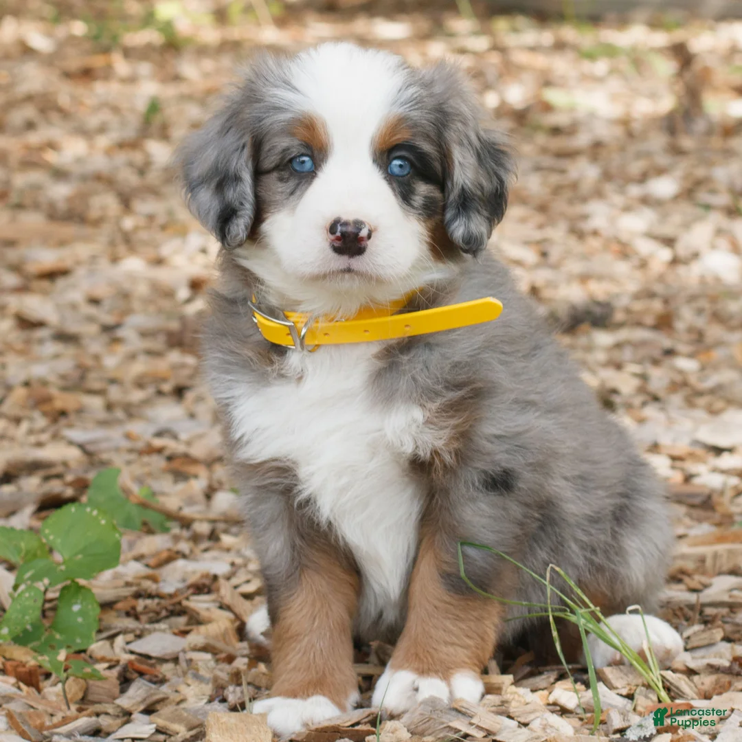 Mini Bernedoodle dogs for sale: Carter  - Ad 1