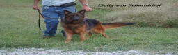 German Shepherd dogs for sale: German Shepherd female red collar - Ad 20