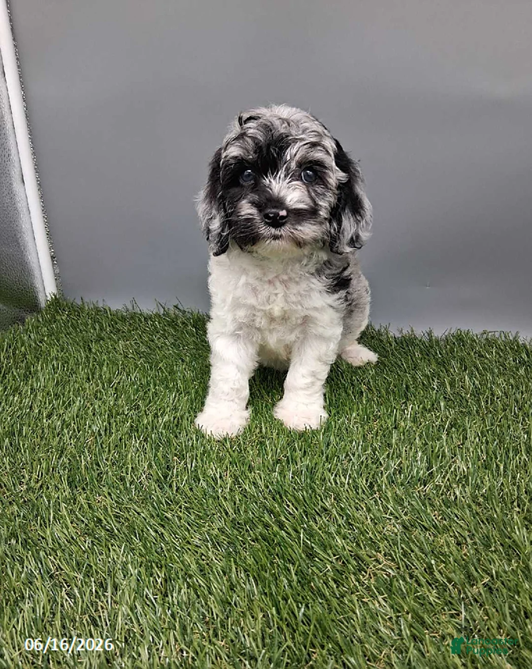 Cockapoo dogs for sale: Cotton - Ad 2