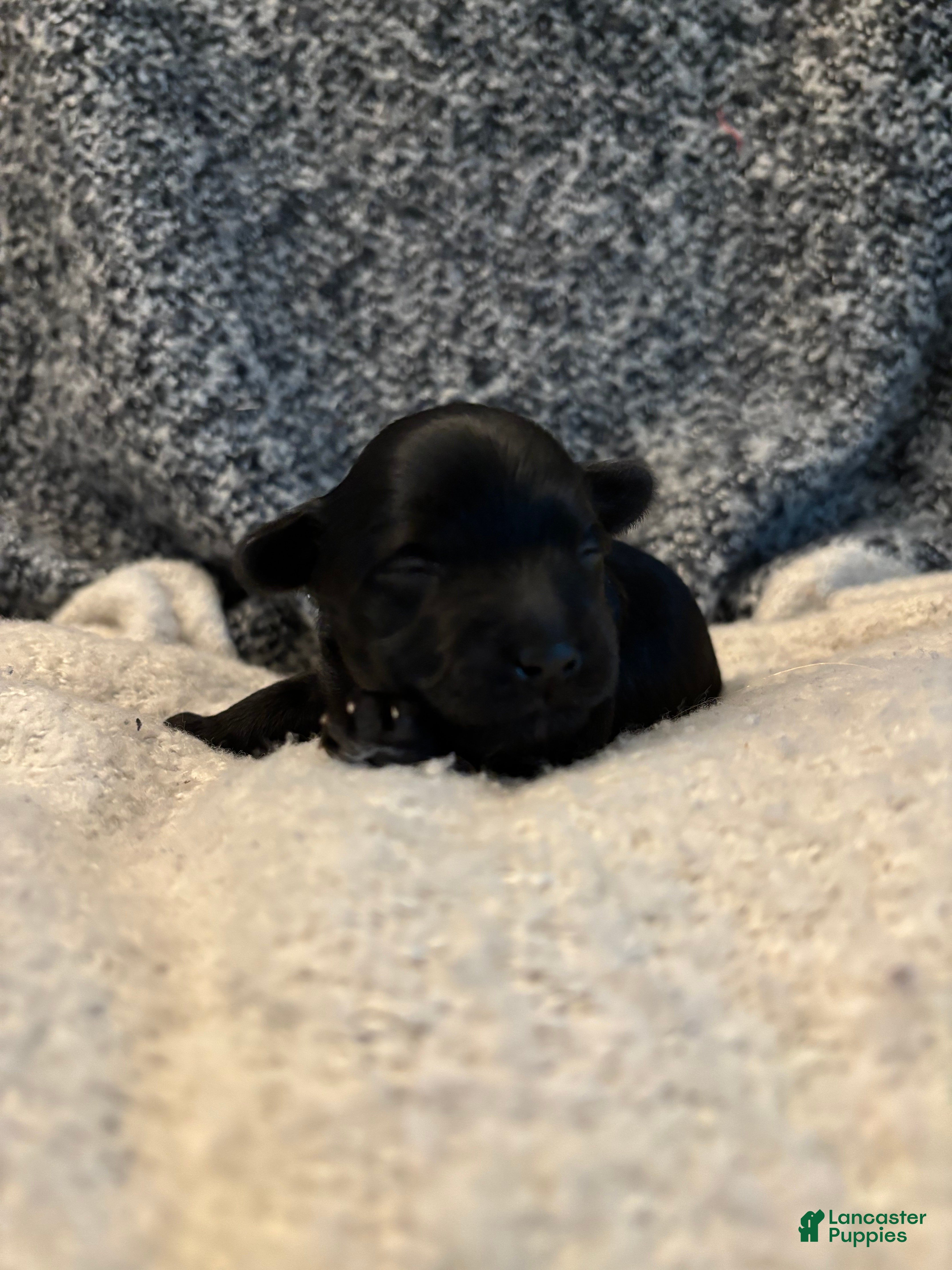 Yorkiepoo dogs Russell - Ad 1