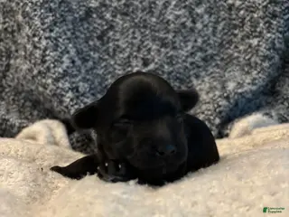 Yorkiepoo dogs for sale: Russell - Ad 4