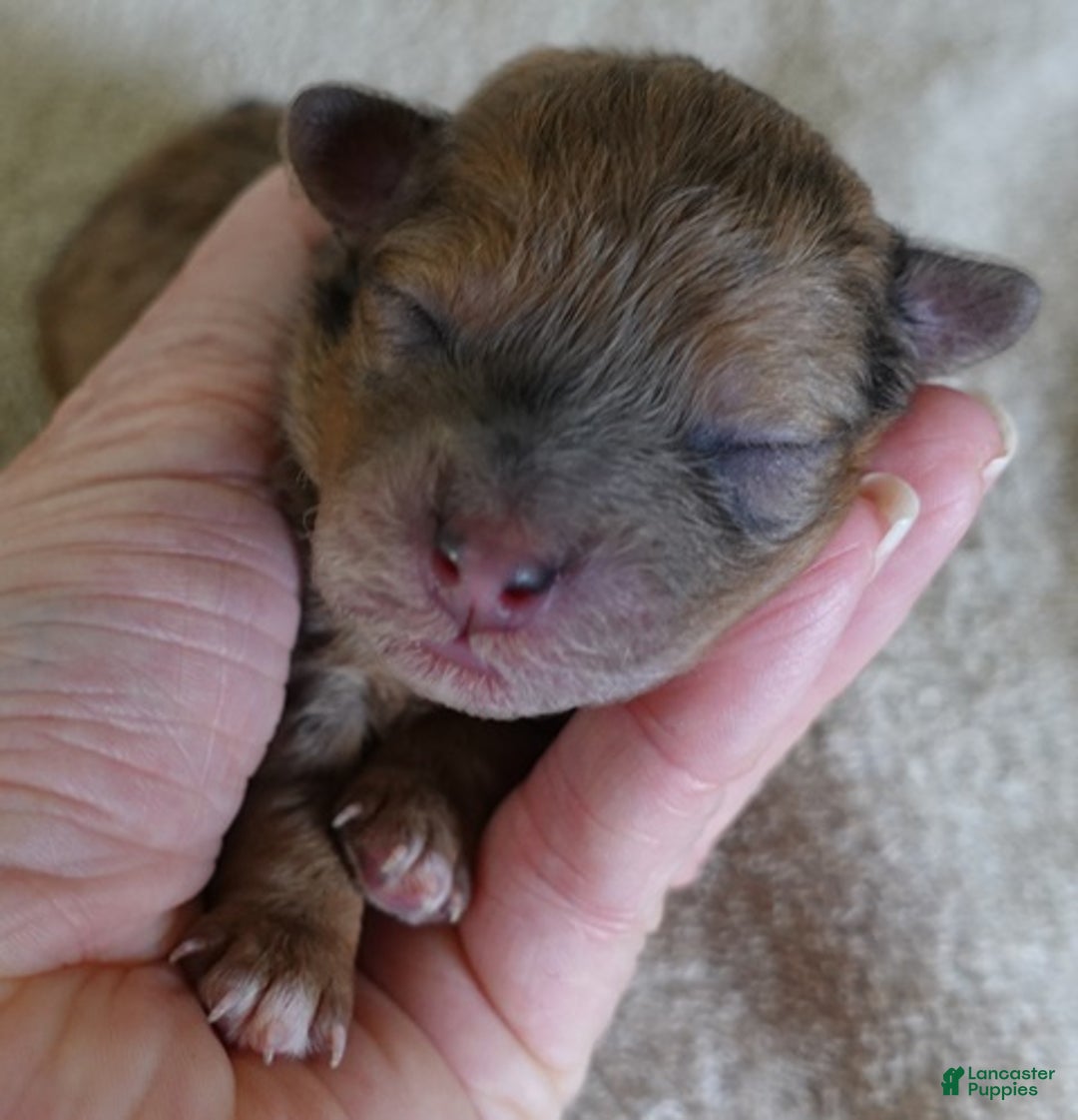 Maltipoo dogs for sale: Miracle chocolate merle - Ad 1