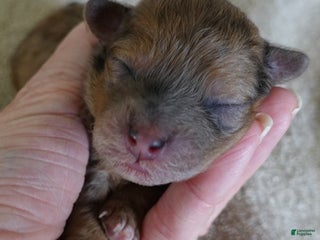 Maltipoo dogs Miracle chocolate merle - Ad 10